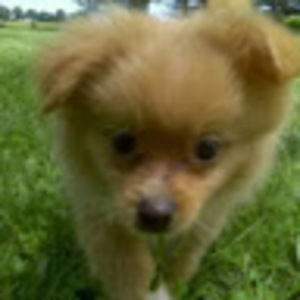 Meet your Posher, Mel